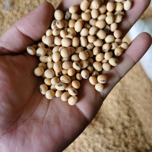 环县大豆  黄豆