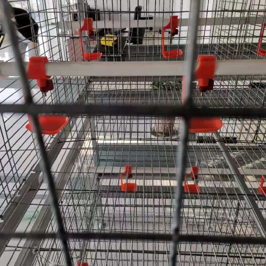 西平县 鸡笼养鸡设备自动化层叠式育雏笼 肉鸡笼自动清粪 上料