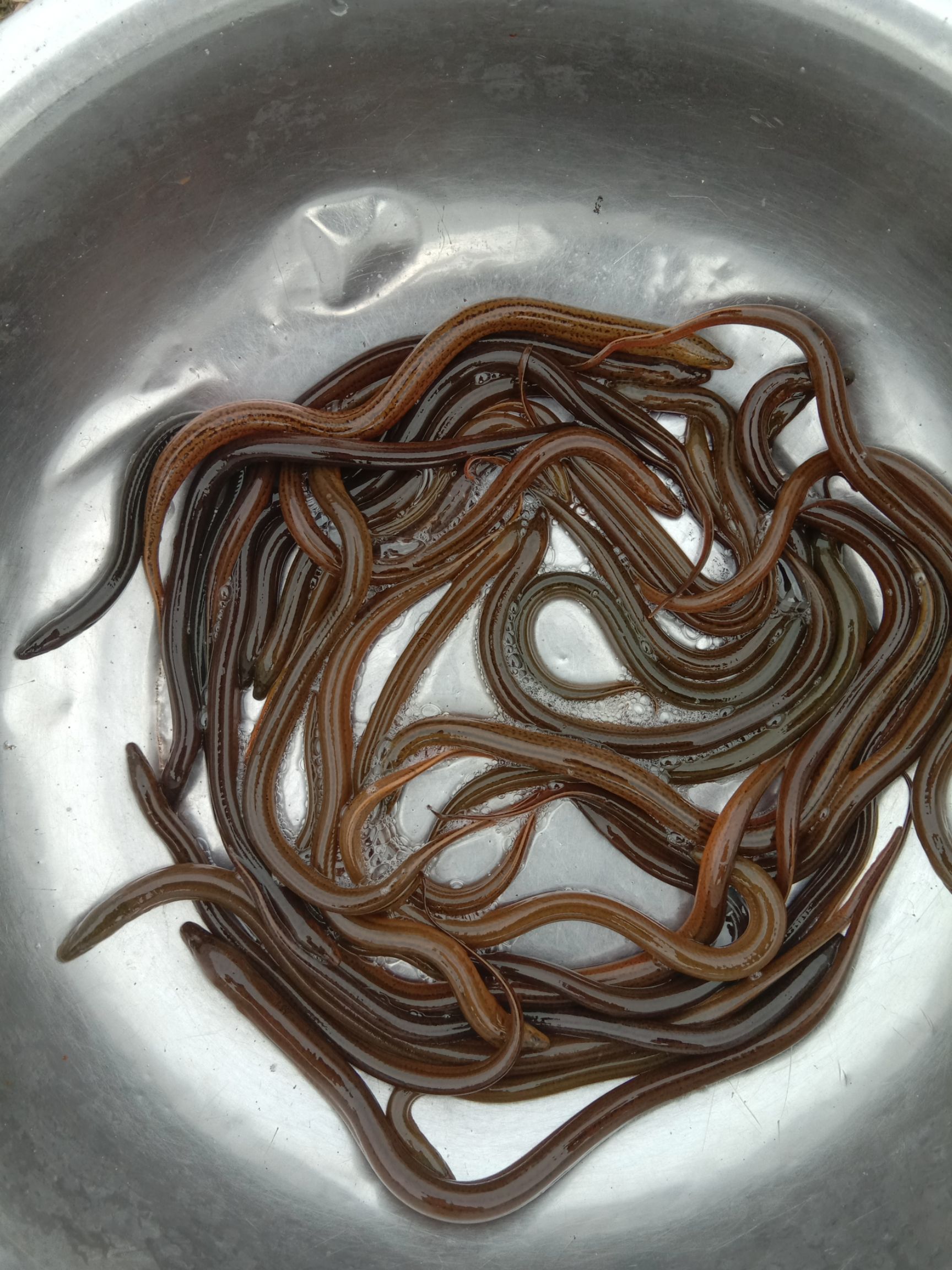 优质黄鳝苗，规格齐全，包技术，包下塘，基地直供