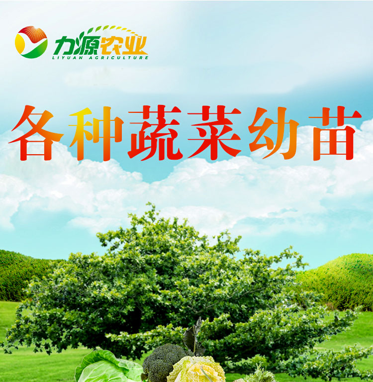  秋葵苗