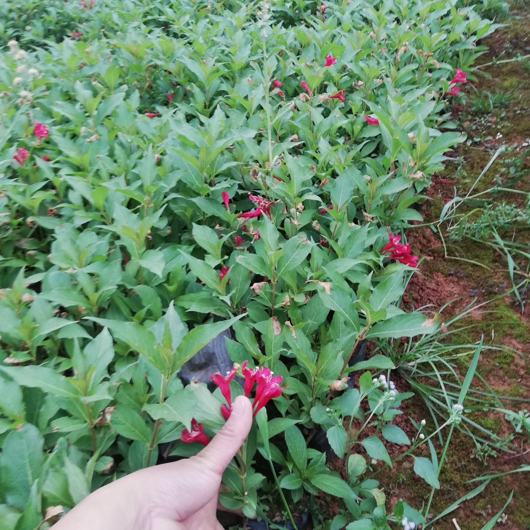 花叶女贞 栀子花，银姬小蜡，七彩扶桑