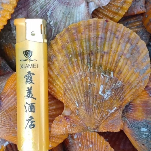 扇贝  半壳扇贝     产地直发，原汁原味的鲜