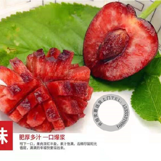 微山县美早樱桃  全国发货价格可以商议，可送货上门