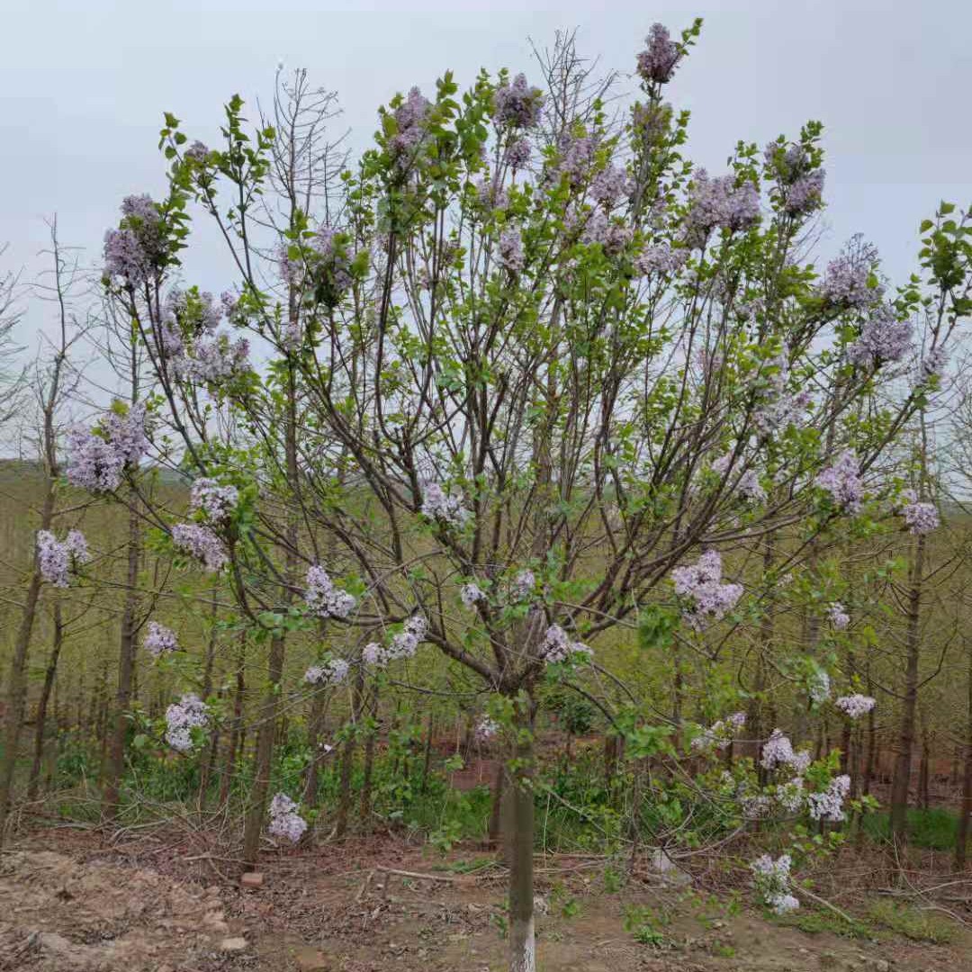  紫丁香 地径6公分，8公分，10公分价格