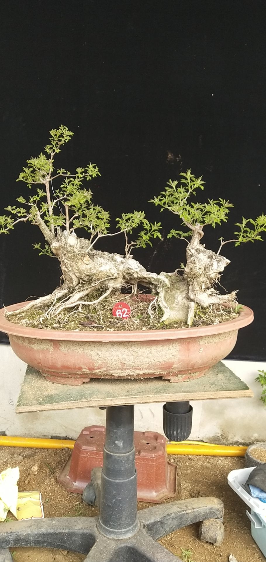 黄荆桩 黄荆盆景金品老桩