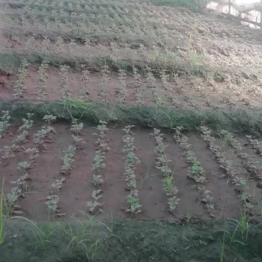 通许县千头菊苗 “花木今春种不迟，深秋始见万芳枝”。菊苗百万株，需要请联系