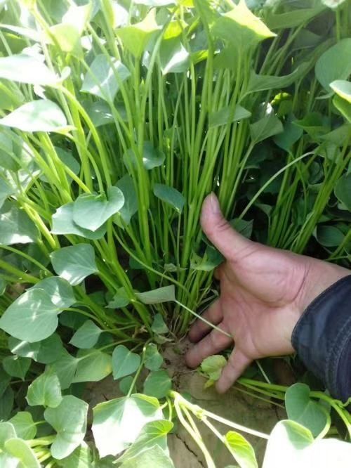 内黄县商薯19红薯苗！