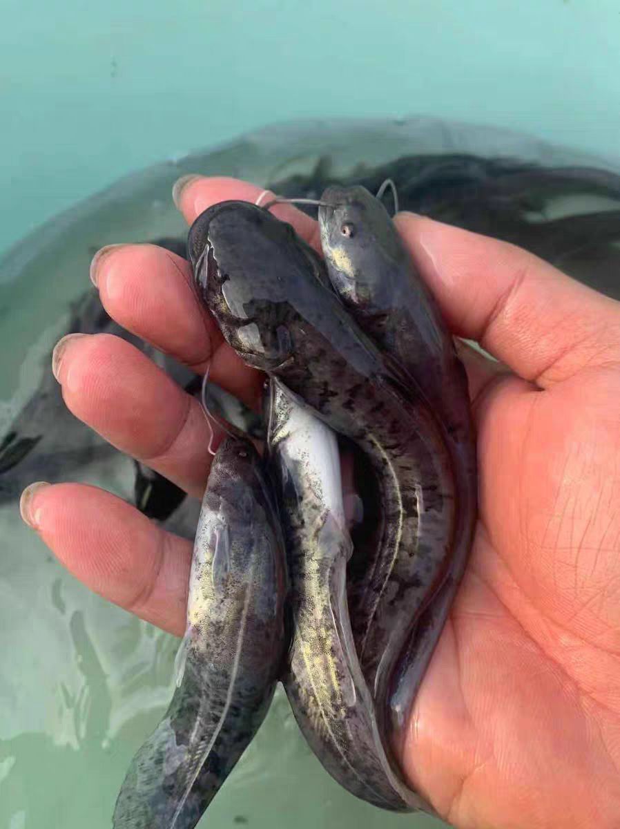 杂交大口鲶鱼苗  大口鲶鱼苗 鲶鱼苗 南方大口鲶鱼苗