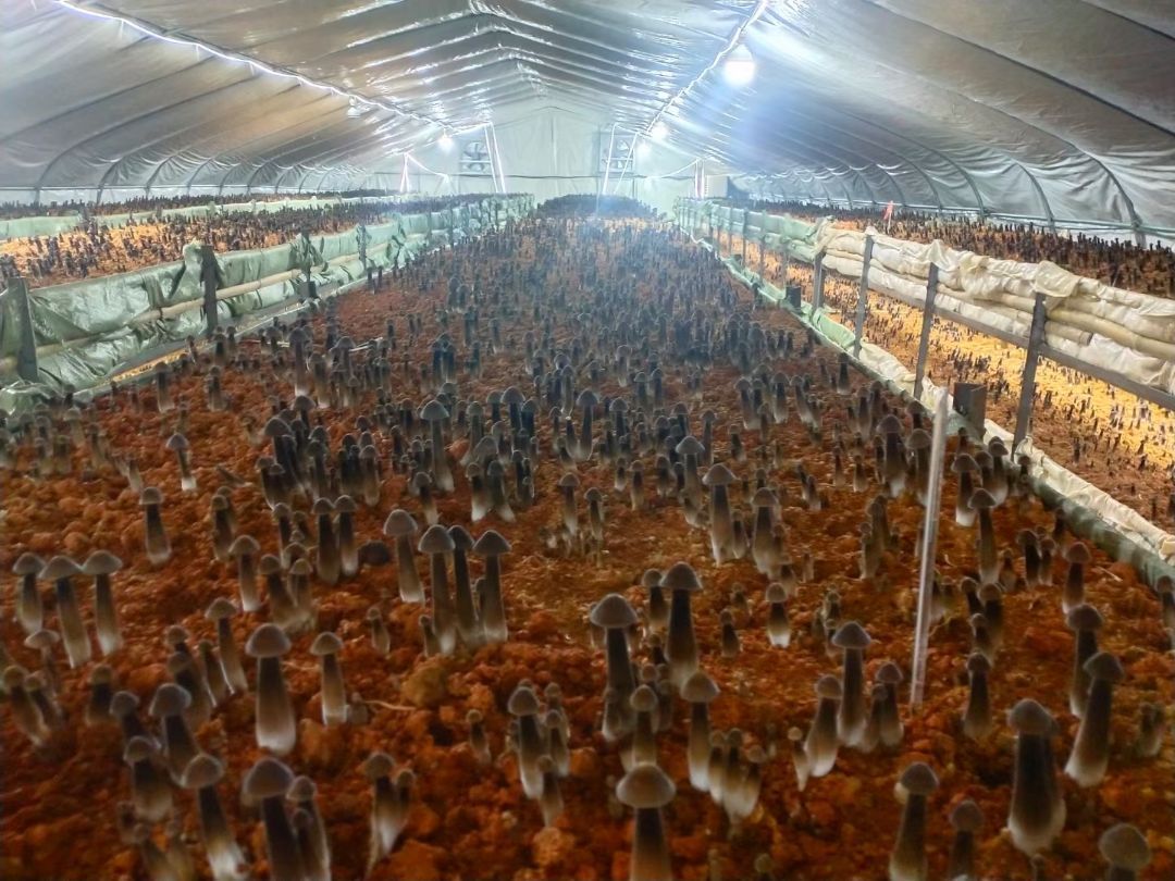 鸡枞菌菌种  黑皮鸡枞菌菌包