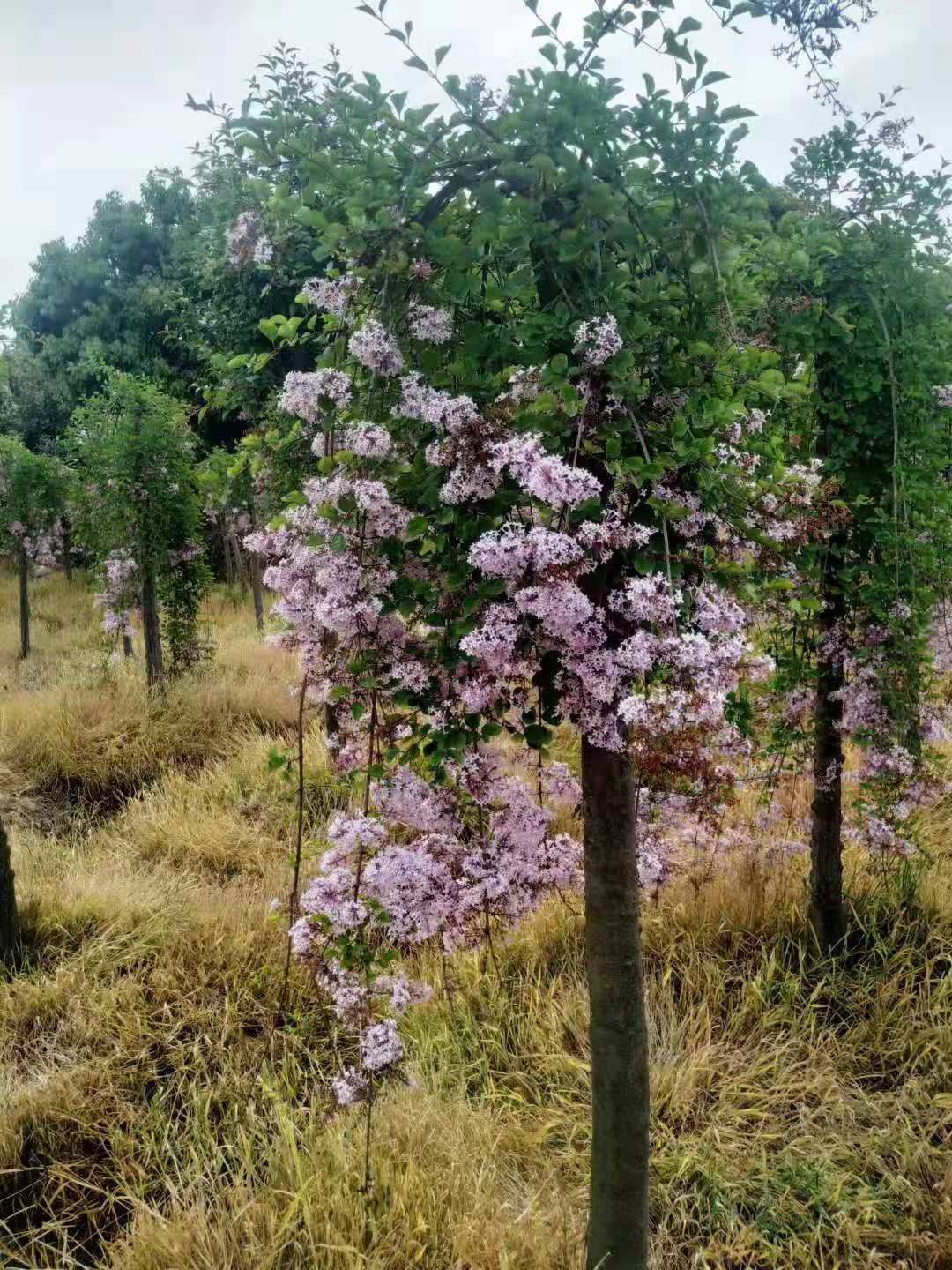  8公分暴马丁香价格