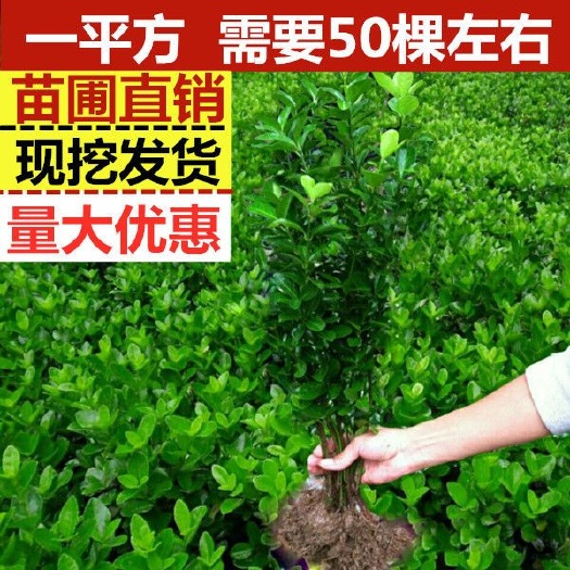 沭阳县大叶冬青  冬青树苗四季常青室外树苗木万年青庭院法国冬青苗绿