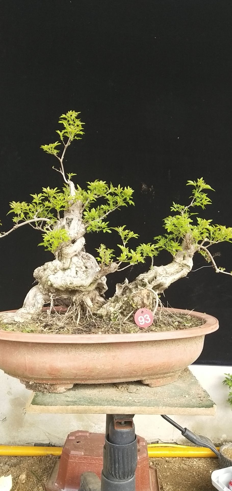 黄荆桩 黄荆盆景金品老桩