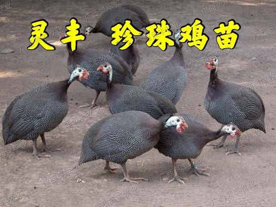 【热卖珍珠鸡苗】包打疫苗，包运输成活质量保证诚信孵化场供应