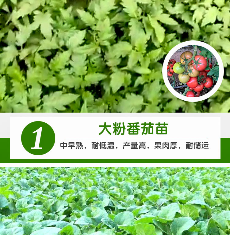 大红番茄苗 西红柿苗