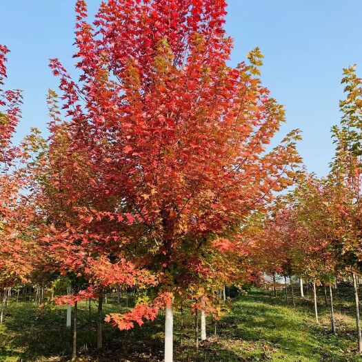 邳州市美国红枫苗  美国红枫小苗，基地直销