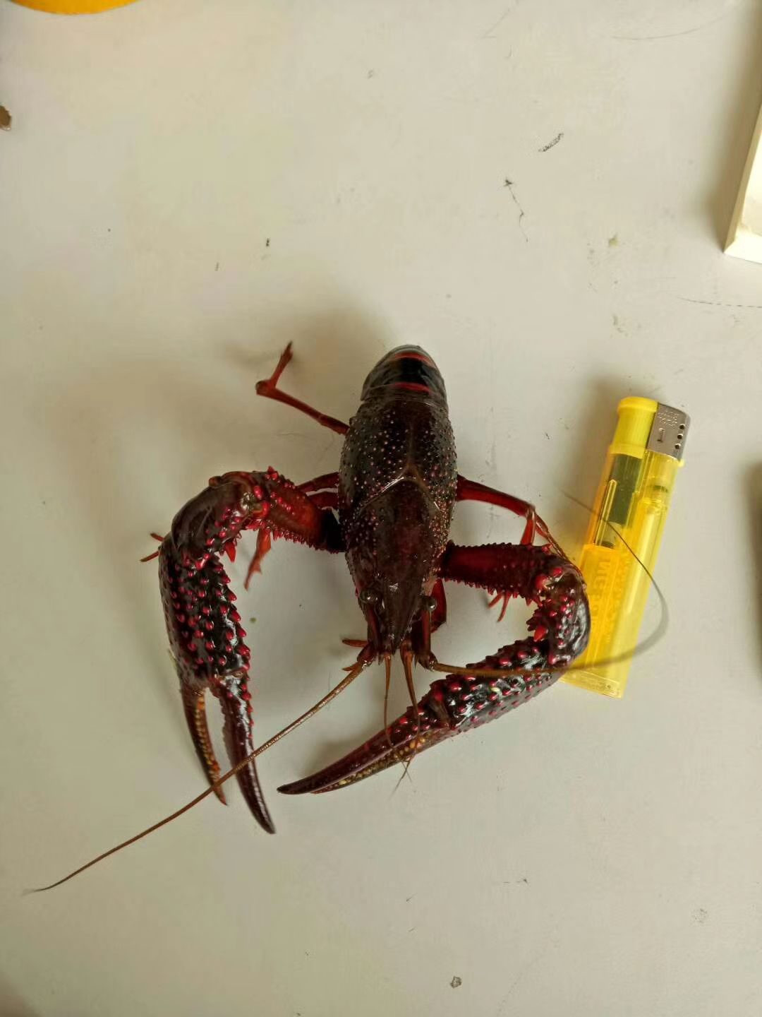 小龙虾 湖北省潜江市潜江市