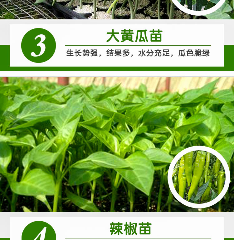  秋葵苗