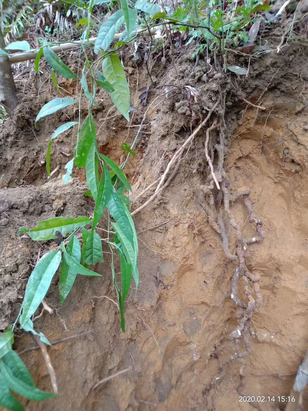 独行千里 独虎龙 扣钮子 膜叶槌果藤 落地金鸡、勒儿根