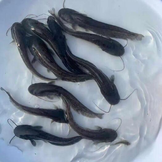 广州 杂交大口鲶鱼苗  大口鲶鱼苗 鲶鱼苗 南方大口鲶鱼苗