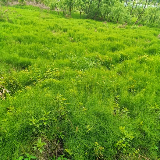 昆明荜茇 笔管草