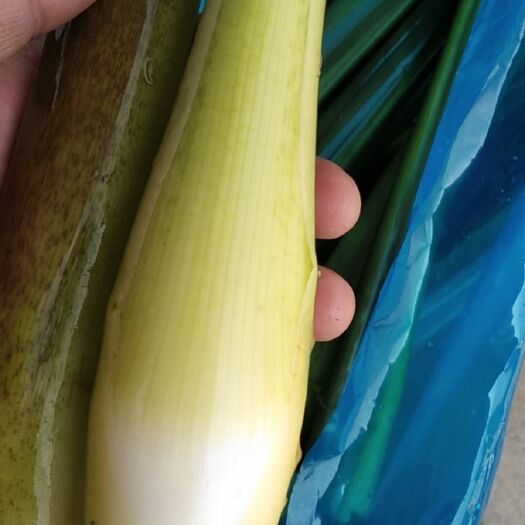 安溪县茭白芛666666