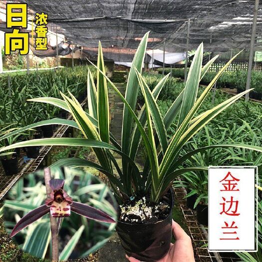 镇安县黄金兰 不含盆 