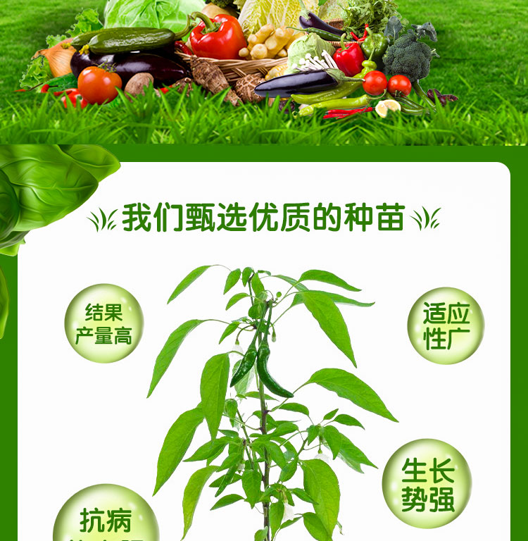  秋葵苗