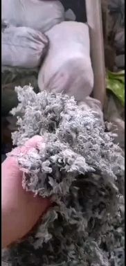 绵茵陈前期小苗中个子也可切片货干货净零售批发一手货源