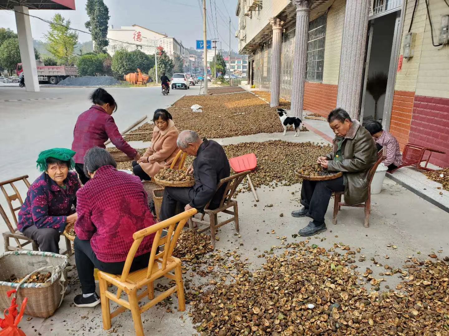 山茶油 茶籽油 非调和油 物理压榨  茶花 中国橄榄油