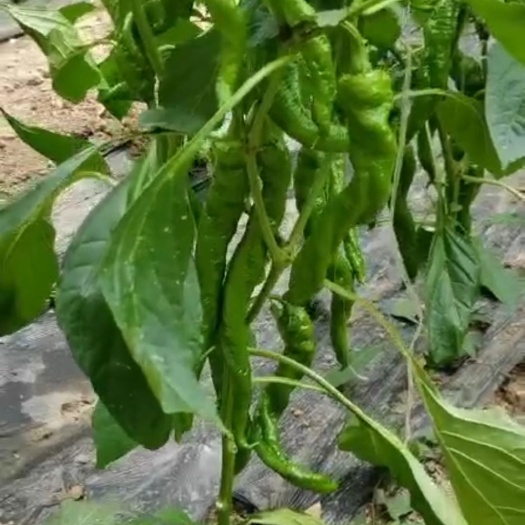 淄博螺丝椒 龙椒