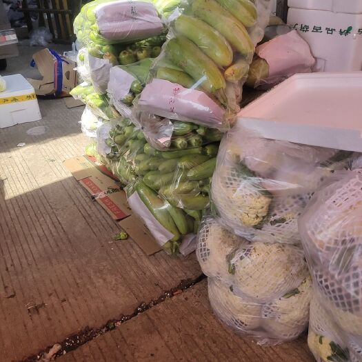合肥绿皮西葫芦 山东省临沂市临沭县 0.5斤以下 