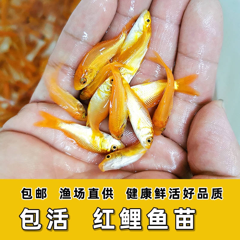  红鲤鱼苗 兴国红鲤鱼苗 杂交红鲤鱼苗 建鲤鱼苗