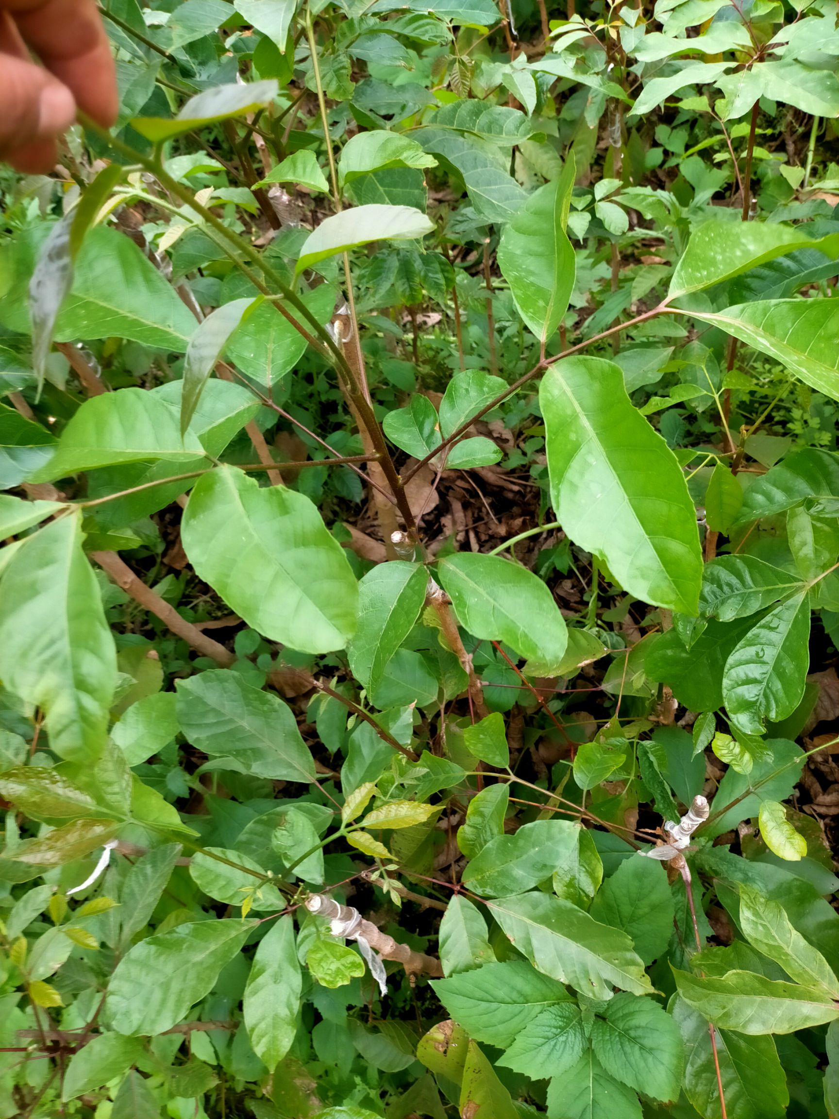 黑橄榄苗