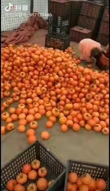 乐清市硬粉西红柿 西红柿，番茄，硬果精品