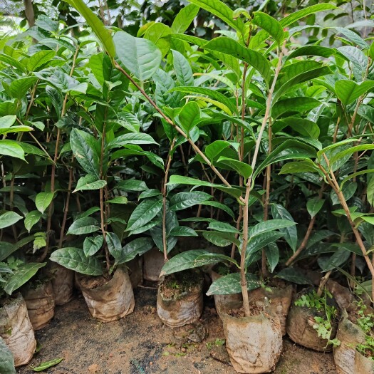 东兴市金花茶盆栽  金花茶苗防普金花茶扦插苗广西产地直发品种包正