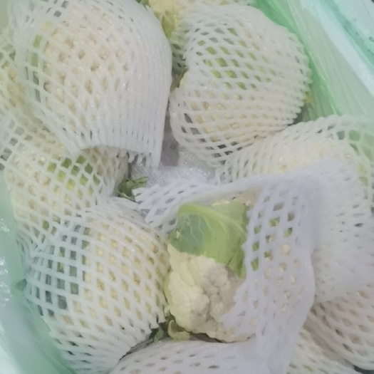 贵阳白花菜花 精品松花