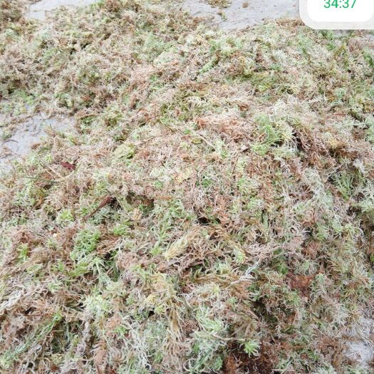平塘县水苔苔藓  水苔藓(海花草)