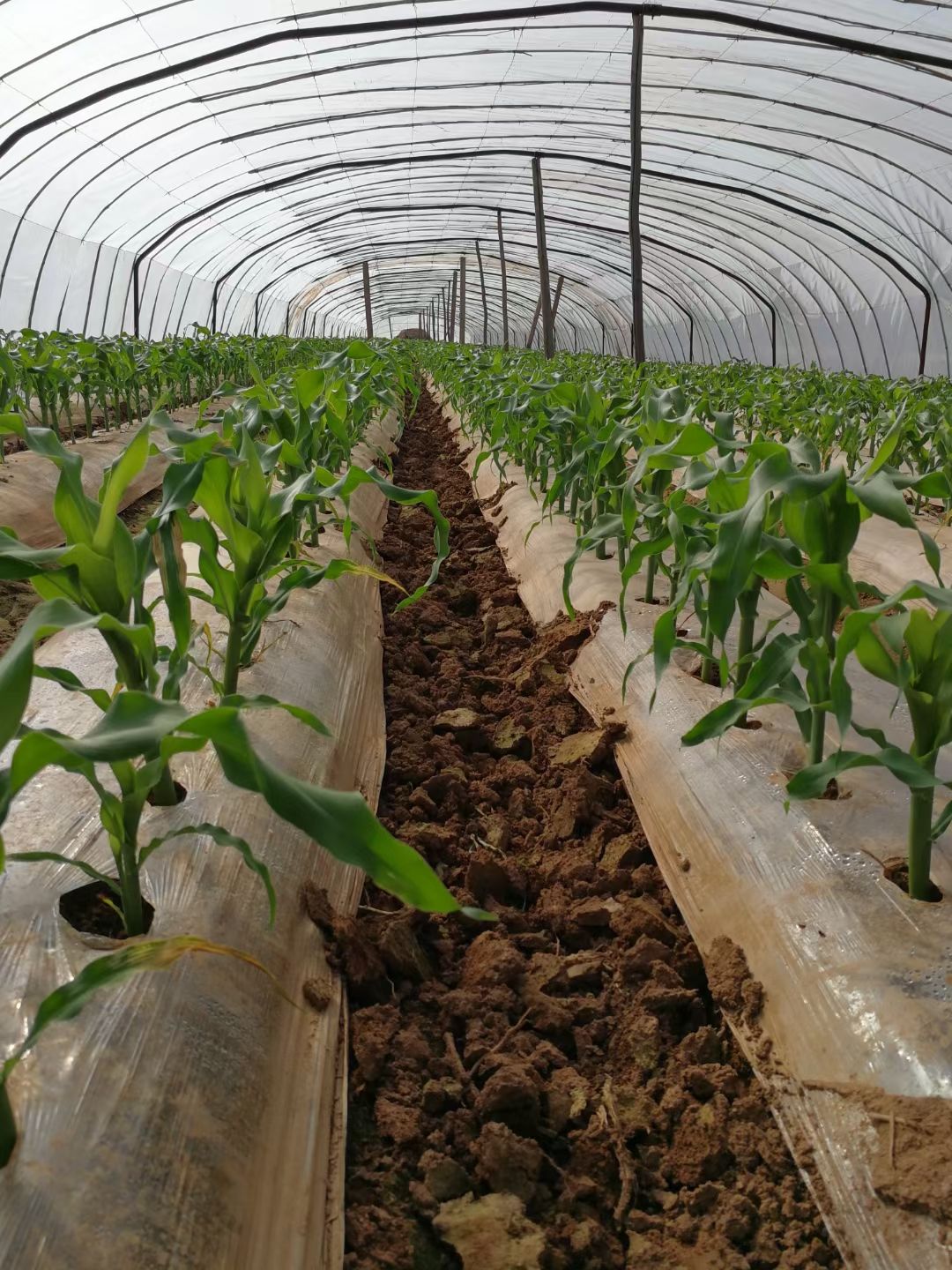 高粘玉米  高粘黄糯玉米