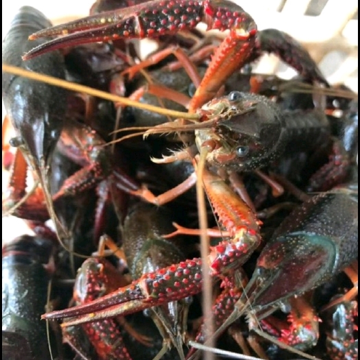 监利市小龙虾  湖北省监利县虾稻水产