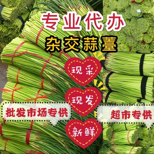 通许县红帽蒜苔  新鲜蒜苔产地批发，通许基地直供，一手货源，全国发
