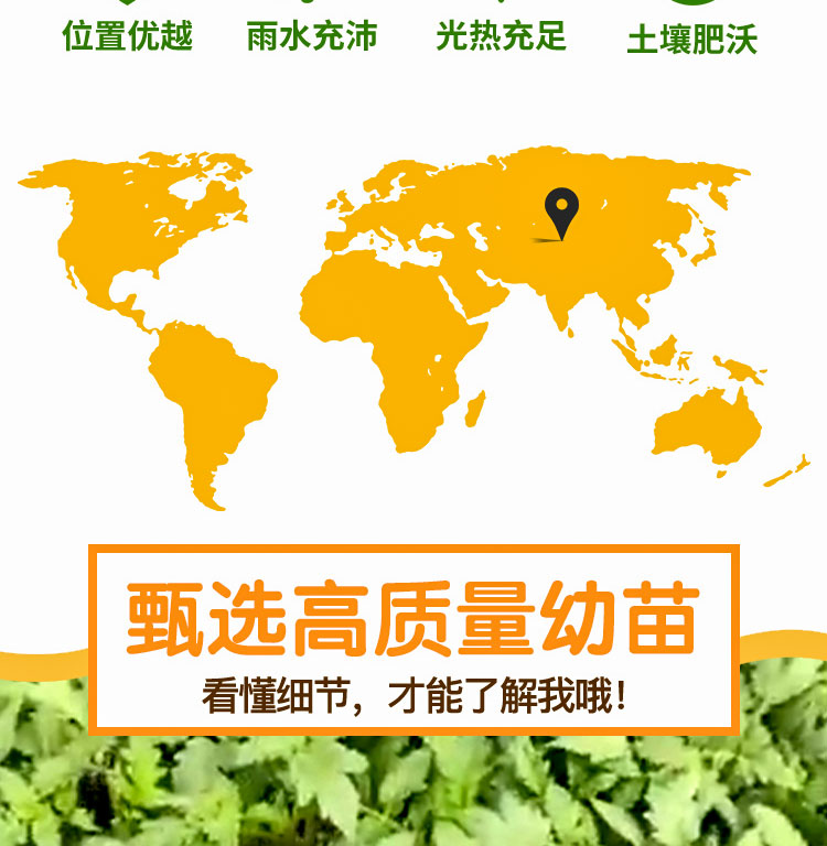 羊角椒苗