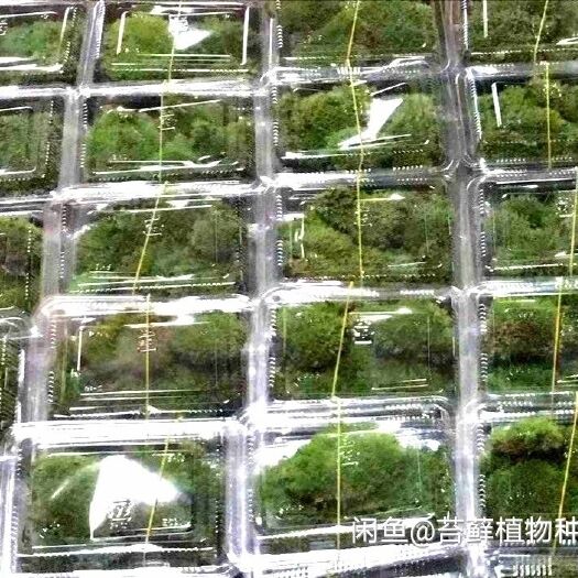 太湖县 天然青苔