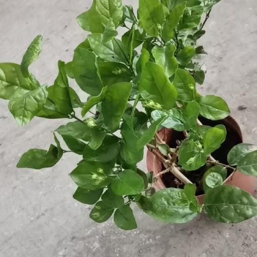 广州白色茉莉 160#茉莉花，一箱24棵，每棵6.5元