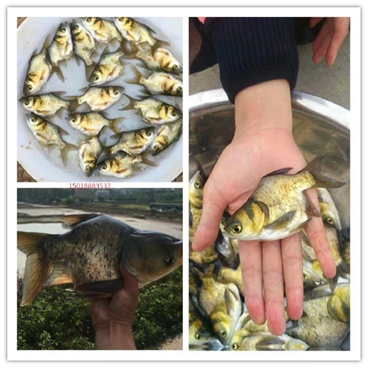 广州缩骨大头鱼苗 缩骨大头鱼缩骨鳙鱼缩骨花鲢仙骨鱼苗鳙鱼活体鱼苗缩骨胖头鱼花鲢