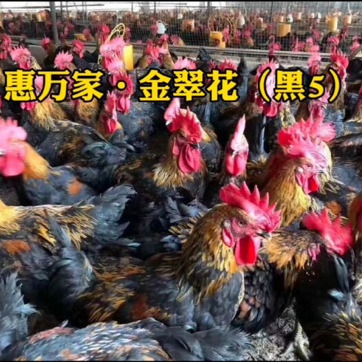 黑鸡苗  快大黑五鸡苗 天露黑五 温氏黑五 金翠花鸡苗 运输