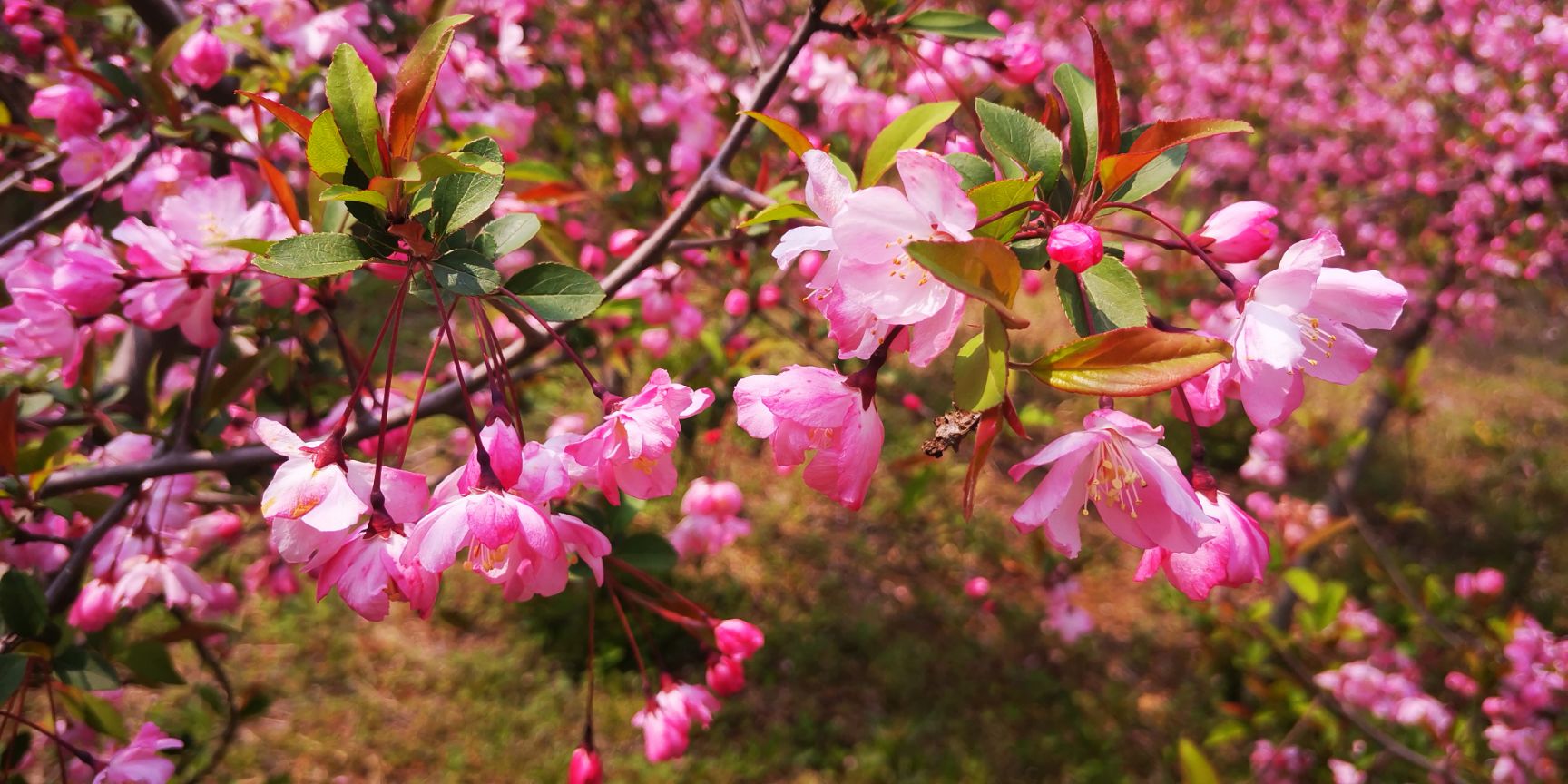 3公分4公分小叶垂丝海棠