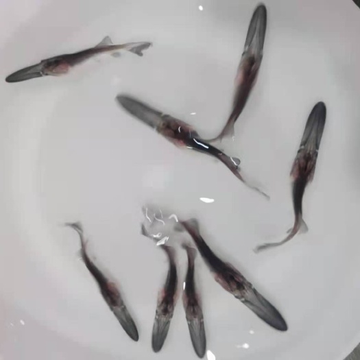 中山市 鸭嘴鱼苗
