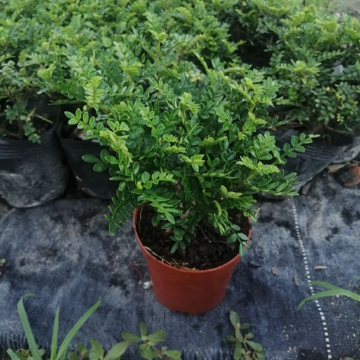 广州 青香木，茉莉花盆袋装