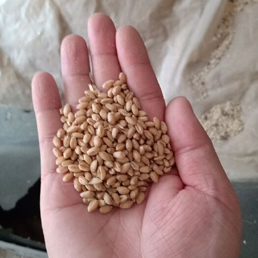  小麦 优质白麦 酿酒小麦酿酒小麦