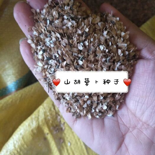 桓仁县山海螺种子 山胡萝卜，羊乳，山海螺